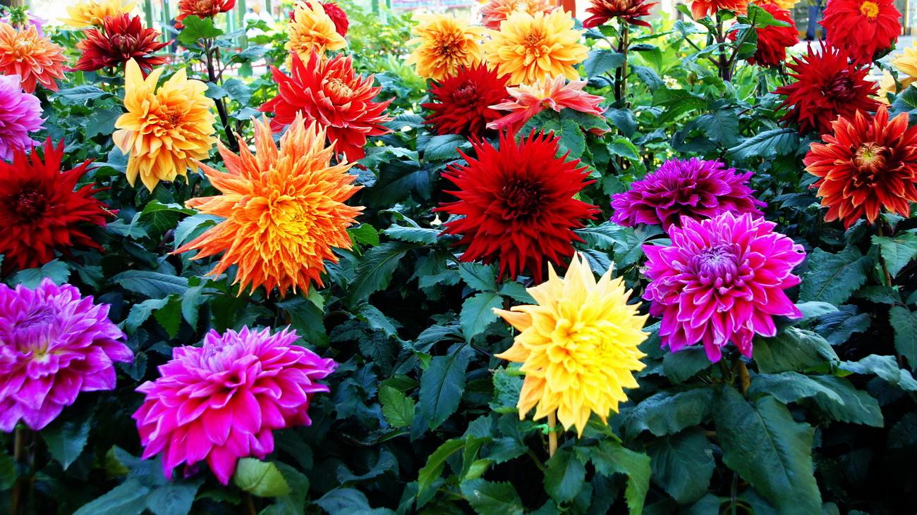 大丽花烂根怎么救治,地栽大丽花下雨过多引起烂根