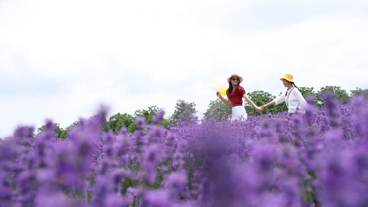 上海最大薰衣草公园,上海薰衣草公园迪士尼