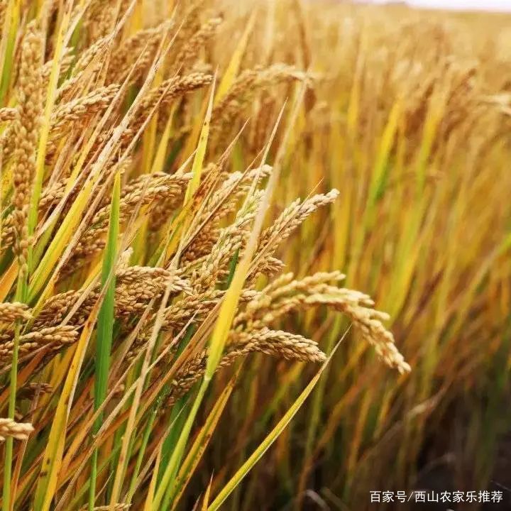 苏州西山免费打卡,苏州东山风景区网红打卡