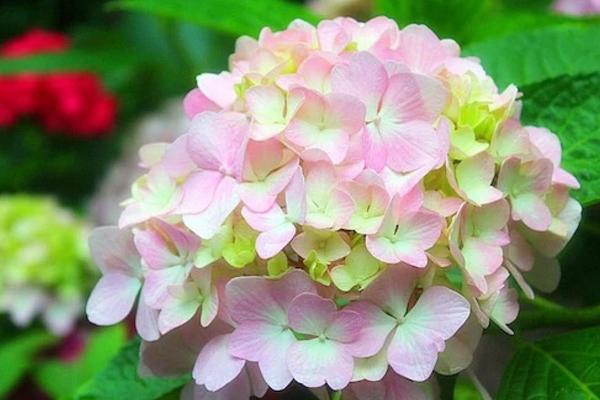 二十四节气小暑手抄报,二十四节气小暑完整版