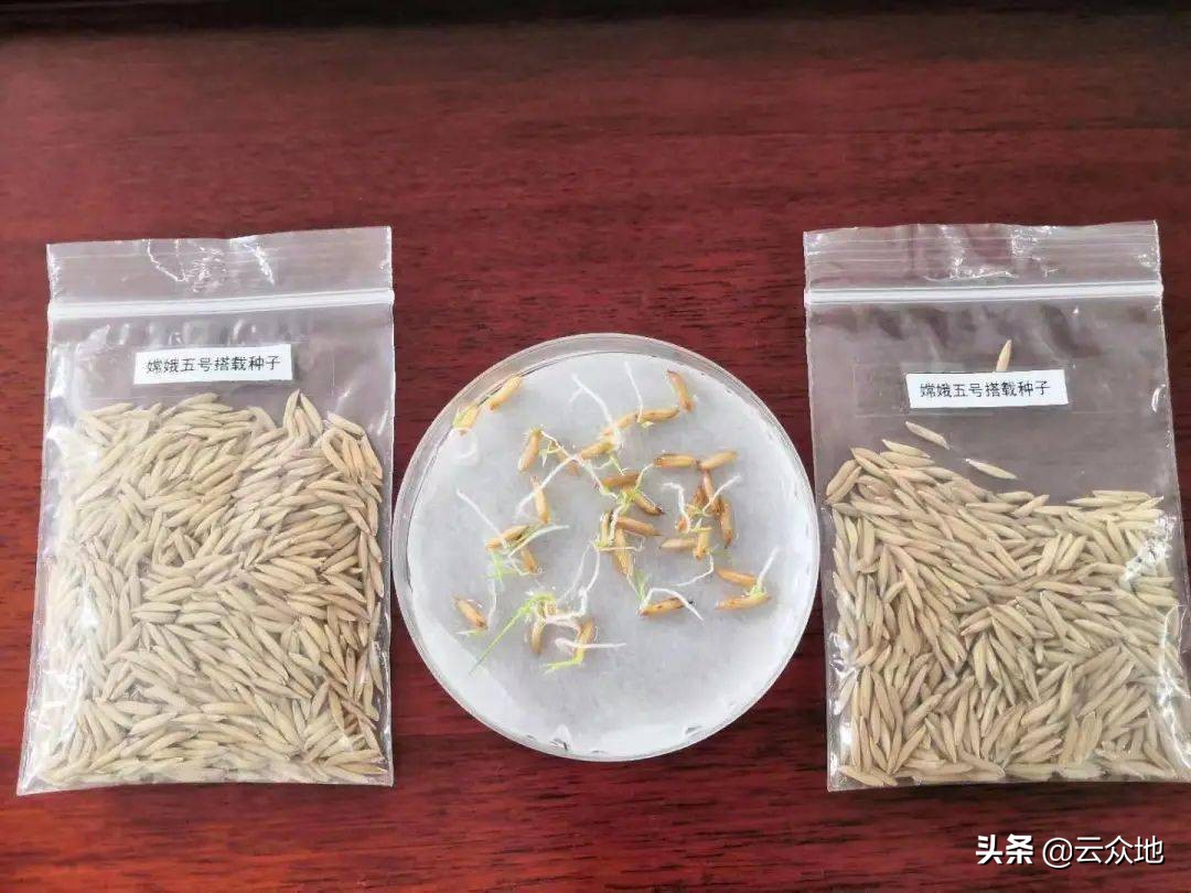 最新籼粳杂交水稻品种,籼型杂交水稻最新品种