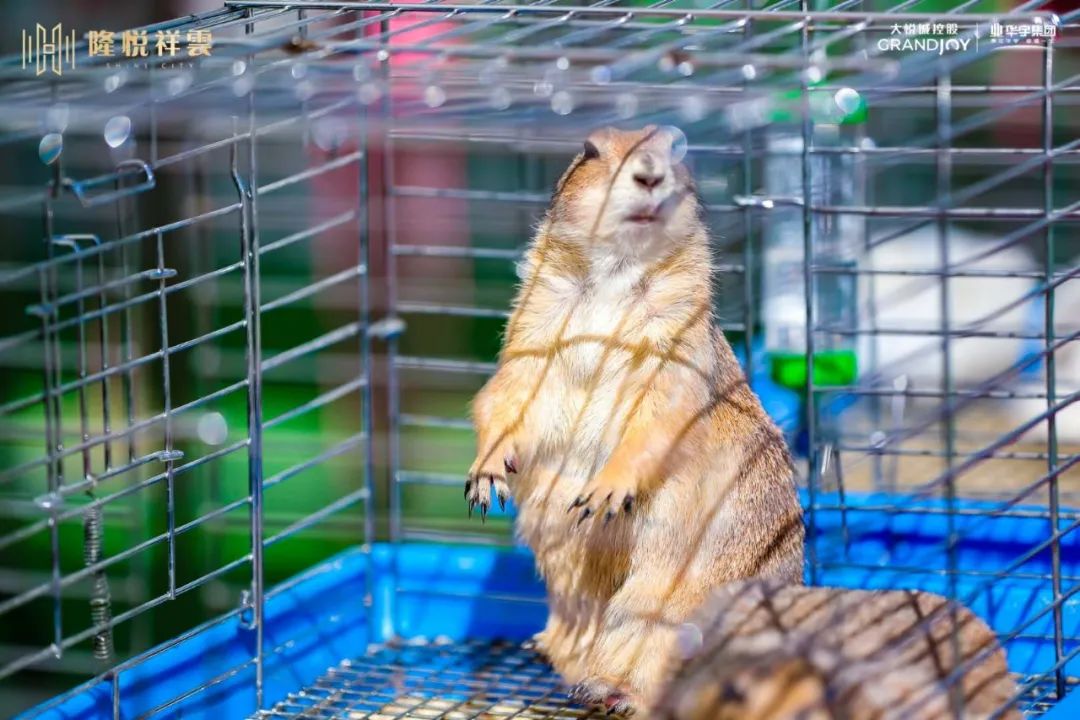 盛京集萃，非凡悦绽！大悦艺术生活馆璀璨绽放，悦动盛京南