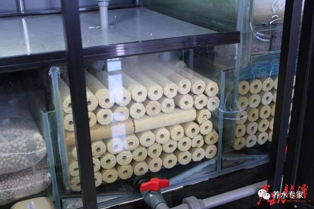 渔友张哥小视频,新鱼缸养锦鲤鱼正确的方法和技巧