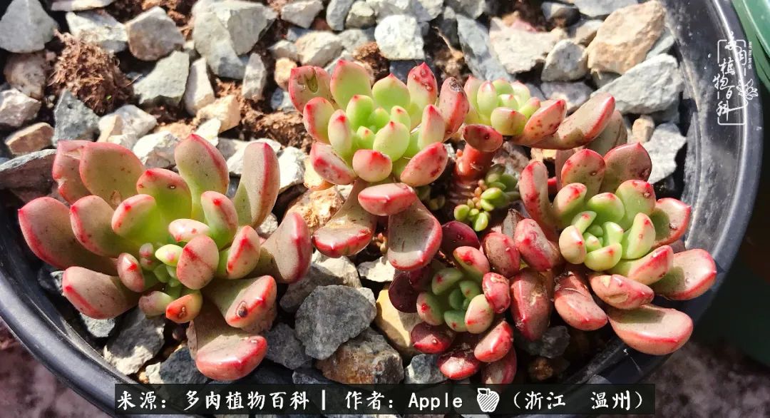 多肉成长记观察记录怎么写,多肉成长记录观察展板