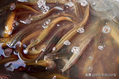 台湾泥鳅的工厂化高密度养殖技术,泥鳅养殖致富的路子