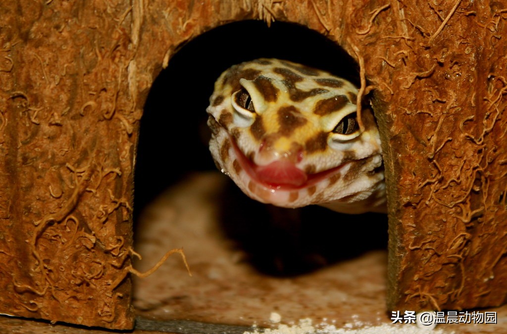 守宫宠物有多少种分别叫什么,守宫类宠物有哪些