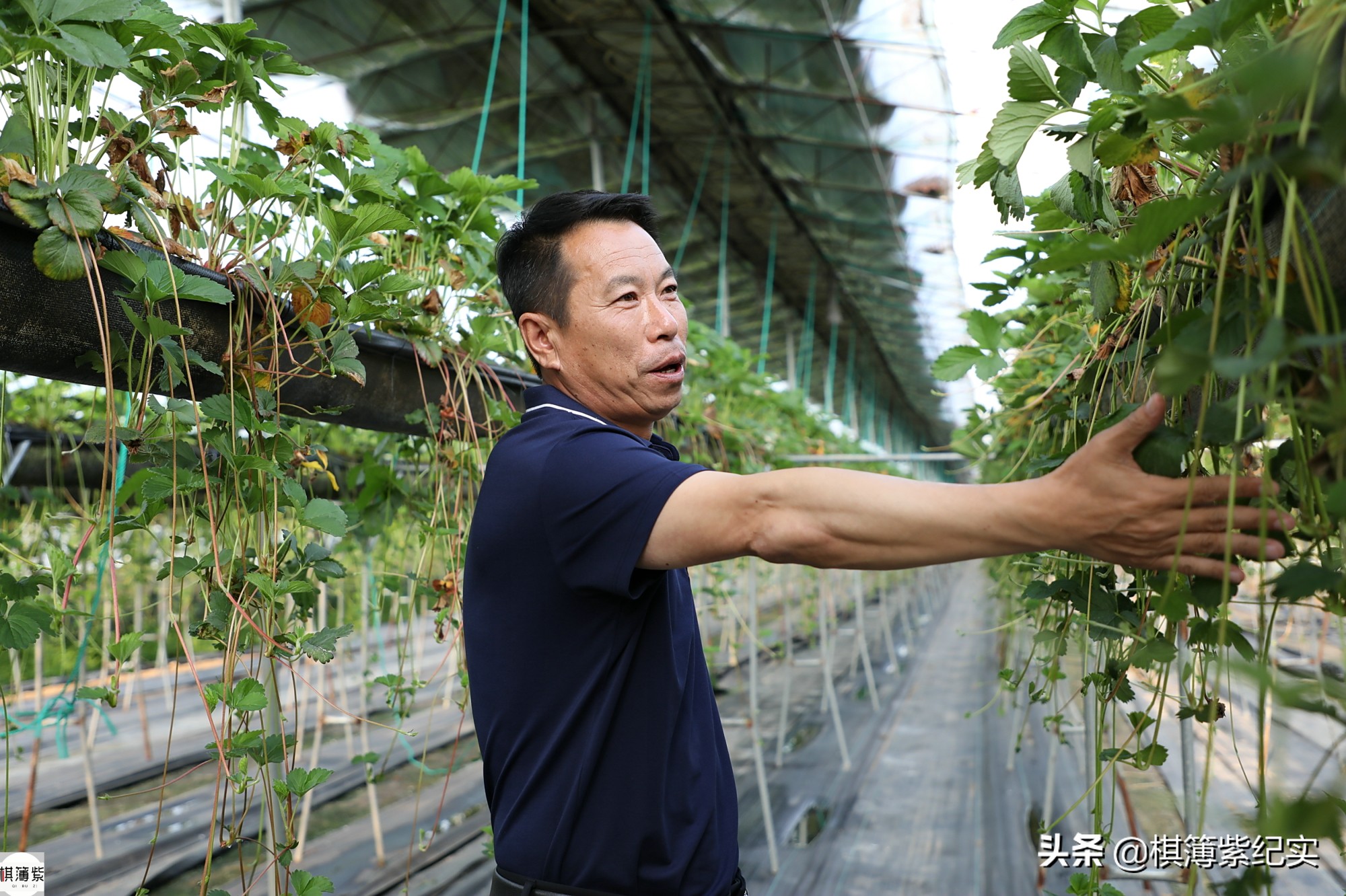 草莓王传奇：200多个大棚，实施空中草莓计划，明年手机遥控草莓
