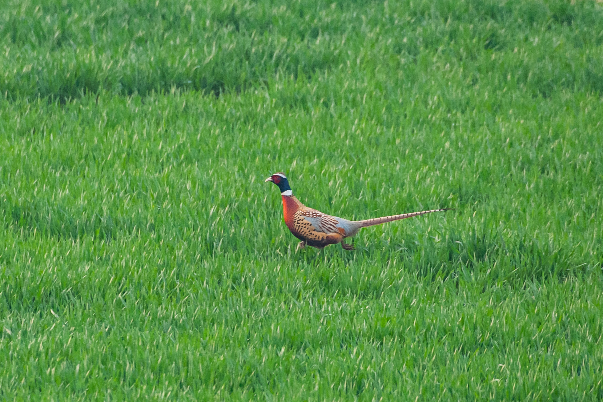 尼康200-500f5.6vr,尼康200-500mmf5.6评测