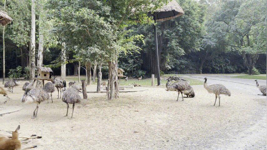 广州长隆野生动物园游玩攻略最新,长隆野生动物园亲子游三天