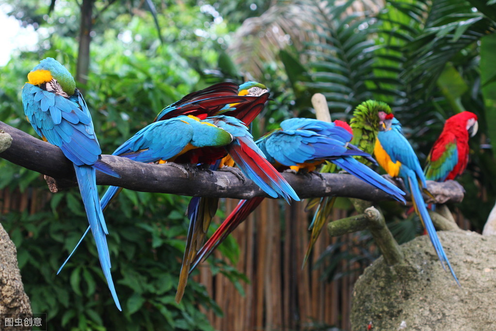 鹦鹉夏天鸟窝怎么驱虫,鹦鹉身上的虫子怎么彻底清除