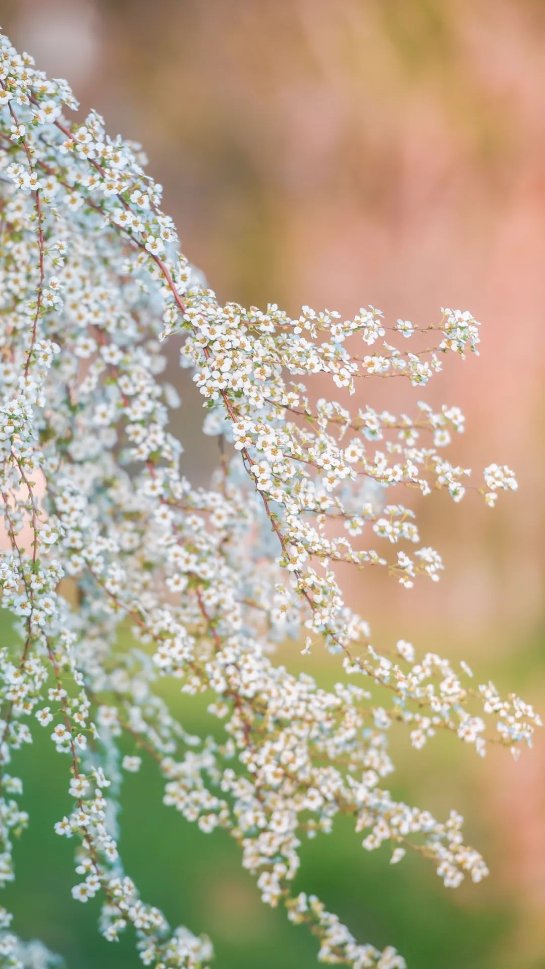 黄鹤楼细支神秘花园,黄鹤楼神秘花园