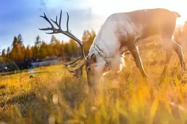 五一假期闺蜜去大兴安岭穷游,闺蜜自驾大草原