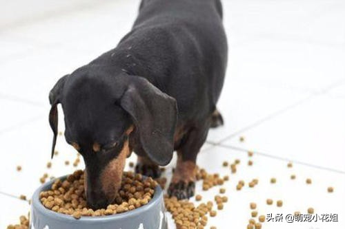 如何辨别狗粮好坏和选择的方法,狗粮泡水里怎么确认是好狗粮
