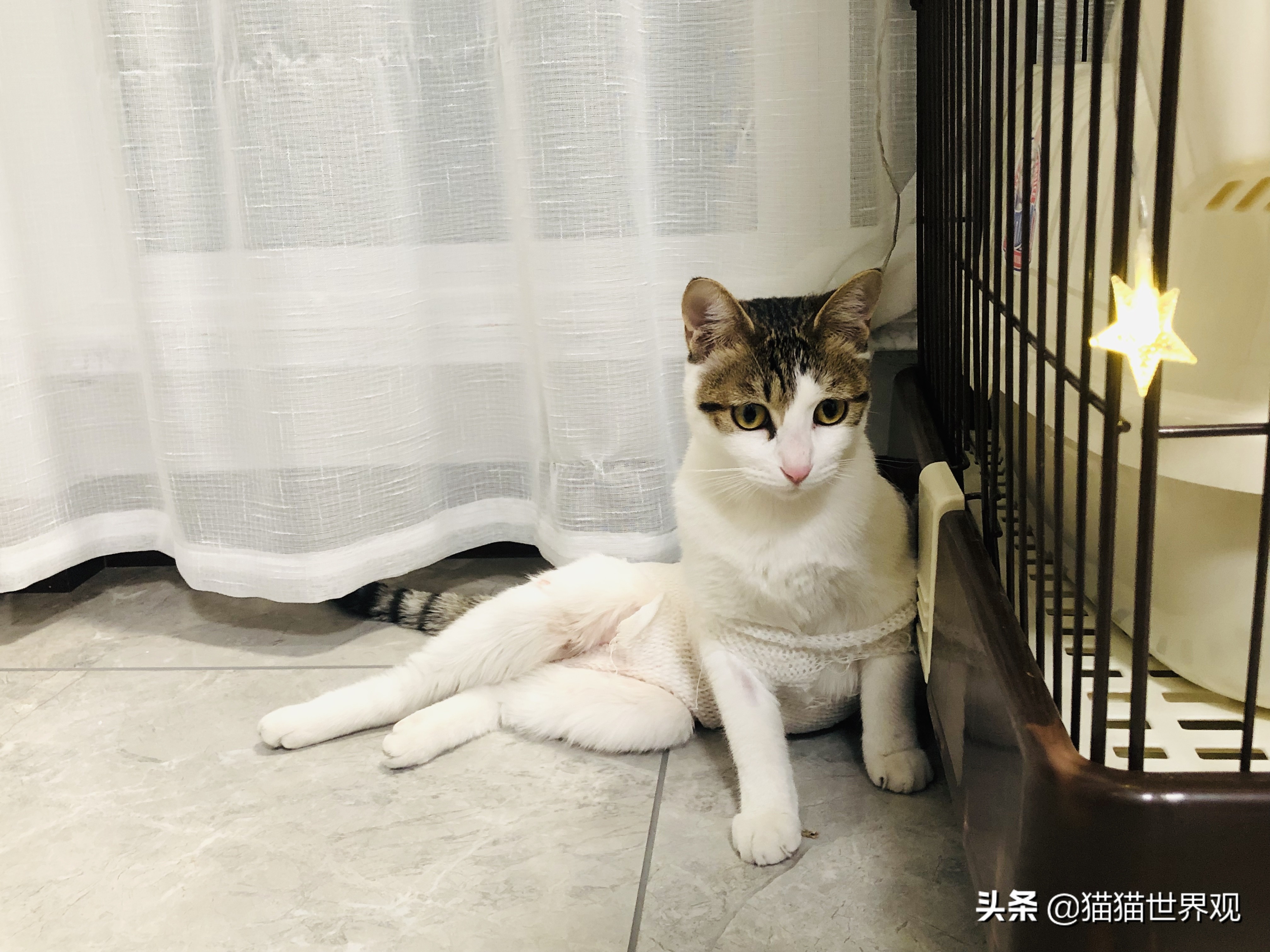 猫咪绝育手术后该如何护理才正确,猫咪绝育手术全过程母猫