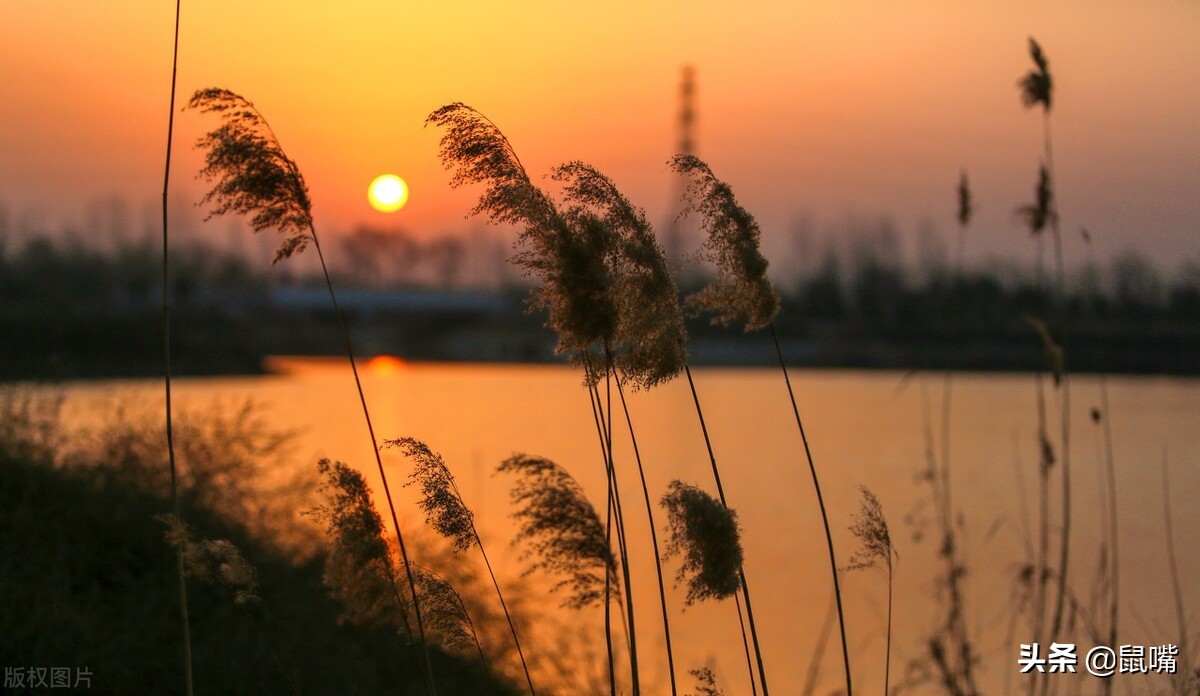 世说新语王徽之译文,广陵散世说新语译文