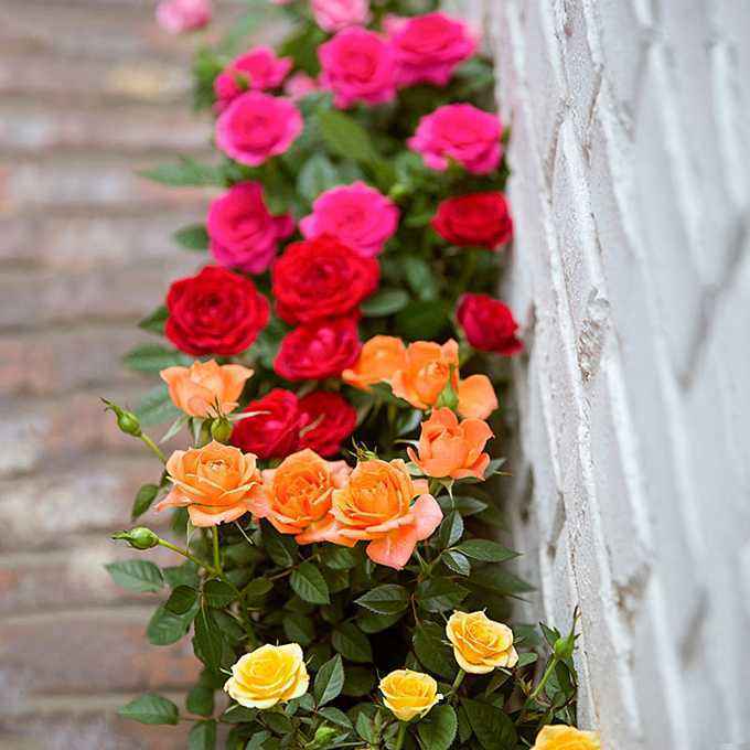 玫瑰花养活的小技巧,玫瑰花盆栽怎样容易养活