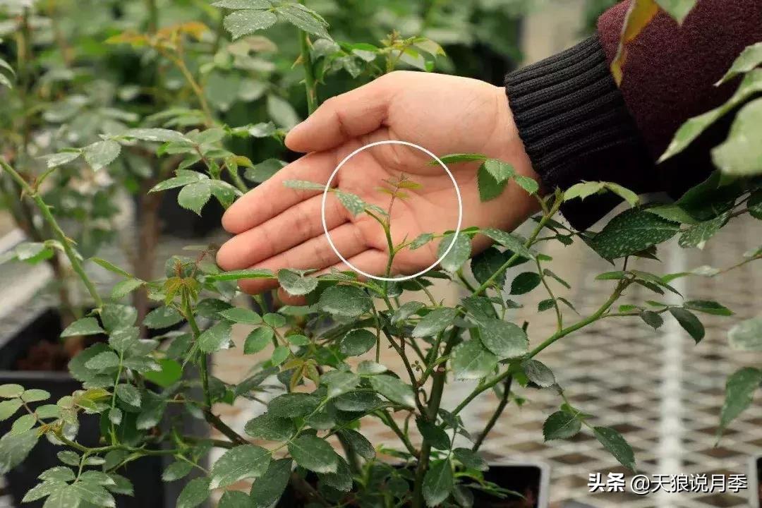 阳台种月季光照少怎么办,光照不好可以养石榴吗