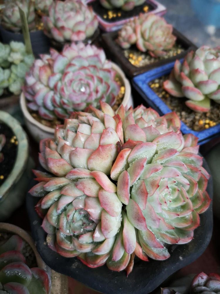 误打误撞的多肉情缘,带我走进多肉小世界!