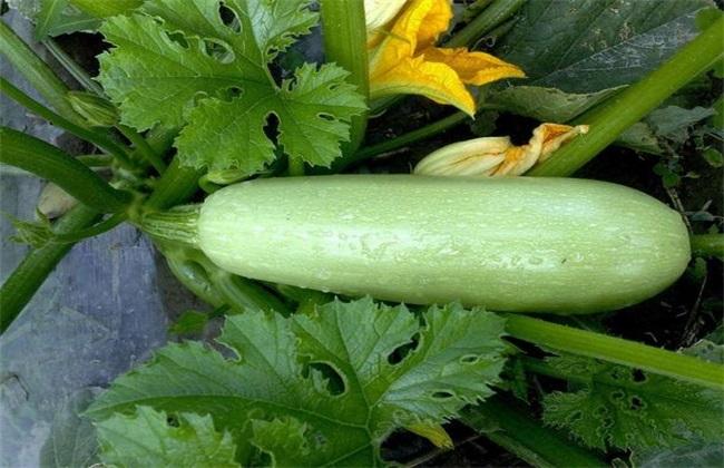 西葫芦要防治什么病,冬季露天西葫芦病虫害防治办法