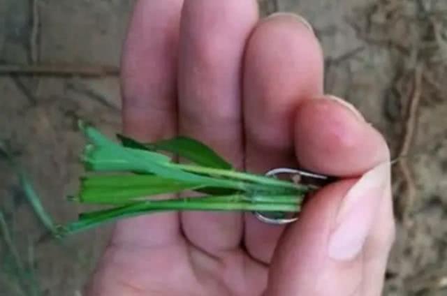 大草鱼钓不到怎么办,大草鱼难钓