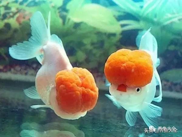 阳台养金鱼会被晒死吗,鱼缸养金鱼为什么总是死