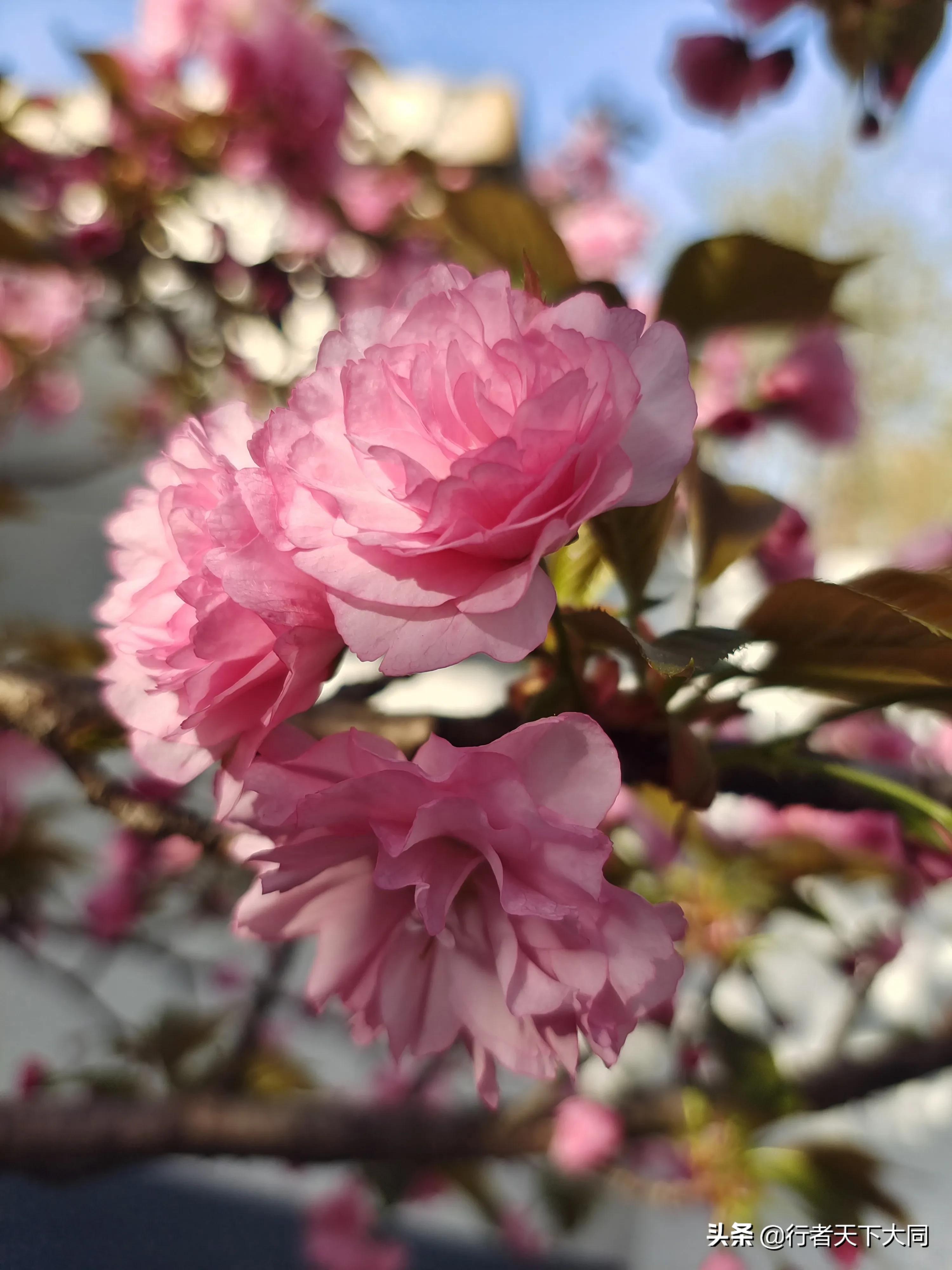 典故大全300个,一桃杀三士典故