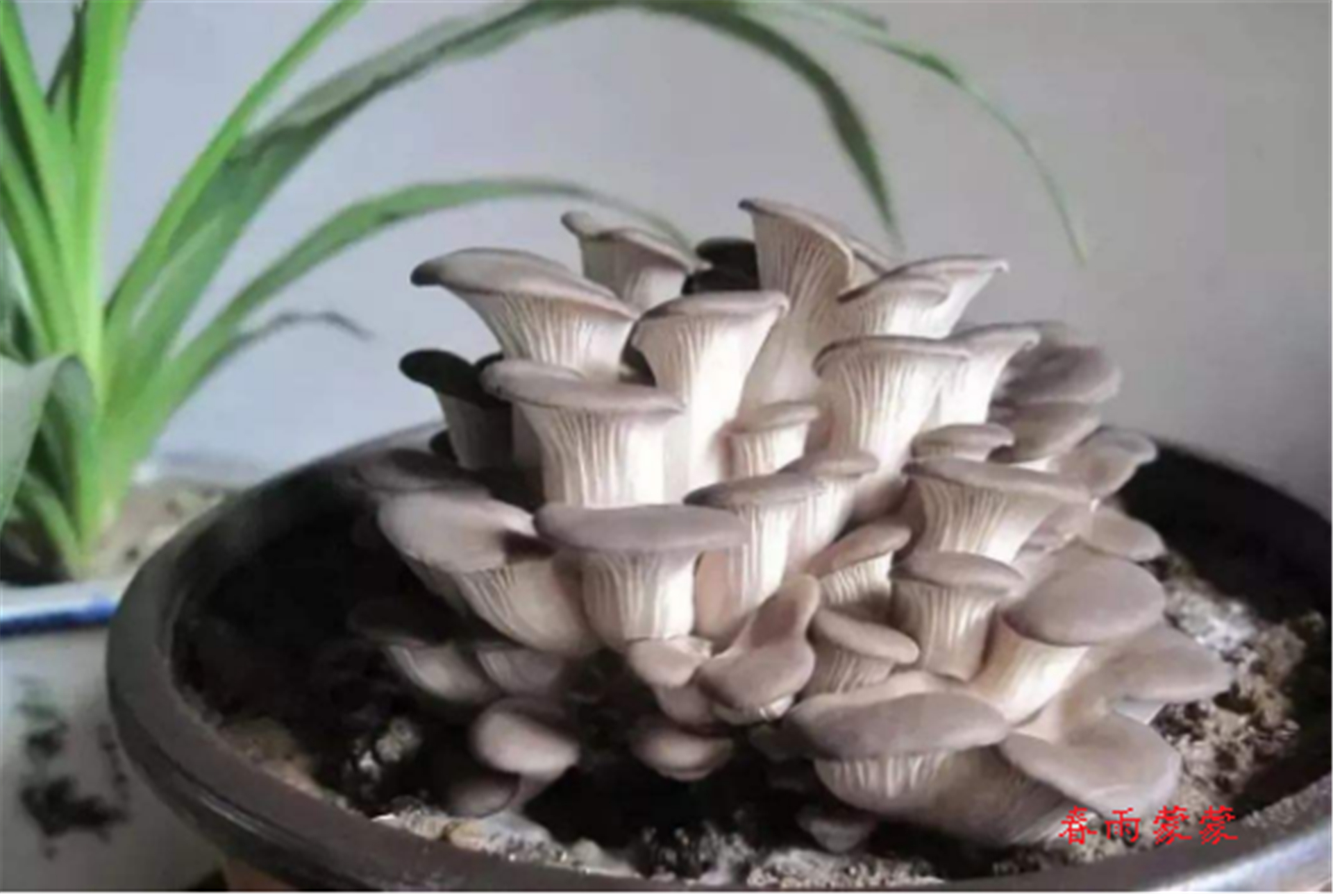 怎么在家用花盆种蘑菇,如何利用家里的一些东西种植蘑菇