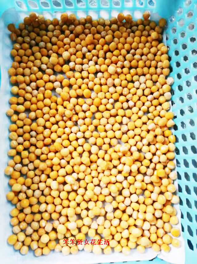 豌豆芽苗菜种植全过程,豌豆芽苗菜种植的成本及利润