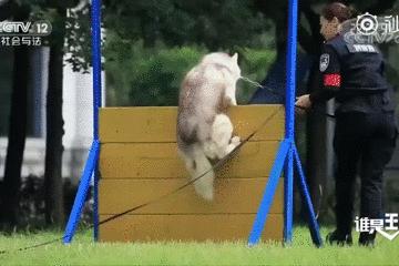 都说哈士奇不能当警犬，但有民警偏要试一试