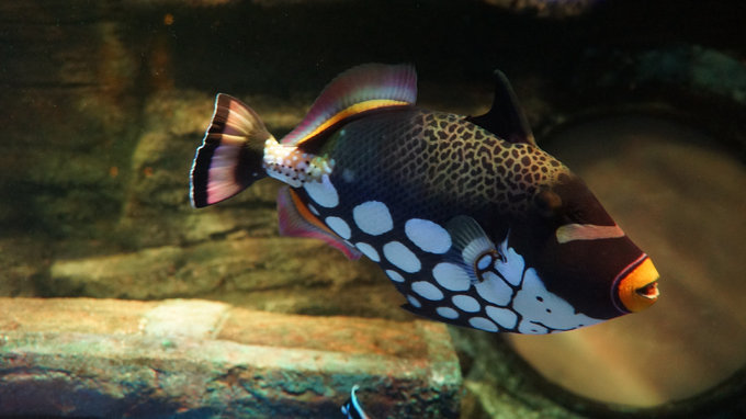 日本名古屋乐高公园,暑期带娃去日本乐高乐园怎么玩