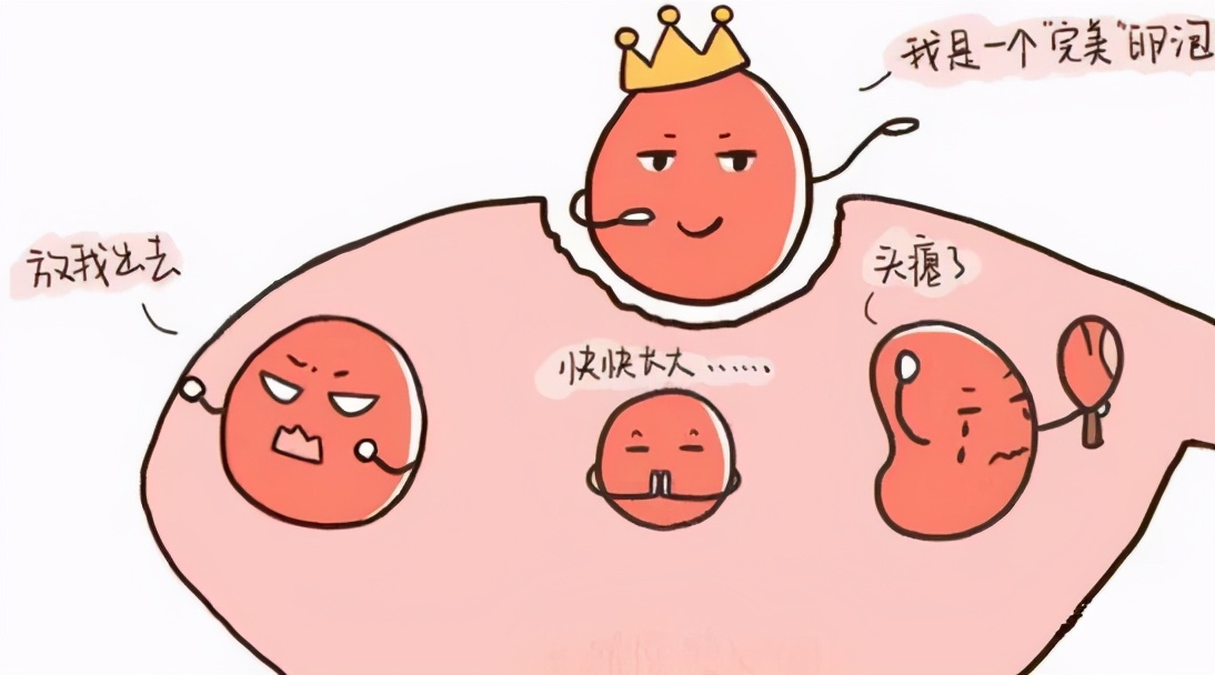 为什么有的人卵泡只能长到1-7,卵泡长得长但不圆怎么回事