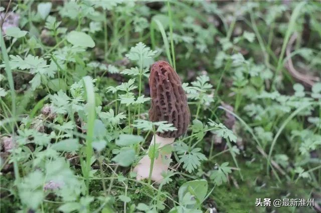 四川金堂哪里好玩,四川金堂是怎样一个城市