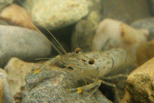 河虾的种类名称和价格,河虾和海虾的种类