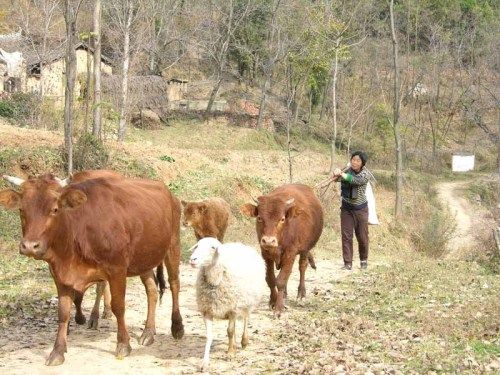 同是商洛人，为什么他们说话我们听不懂，过年还杀猪