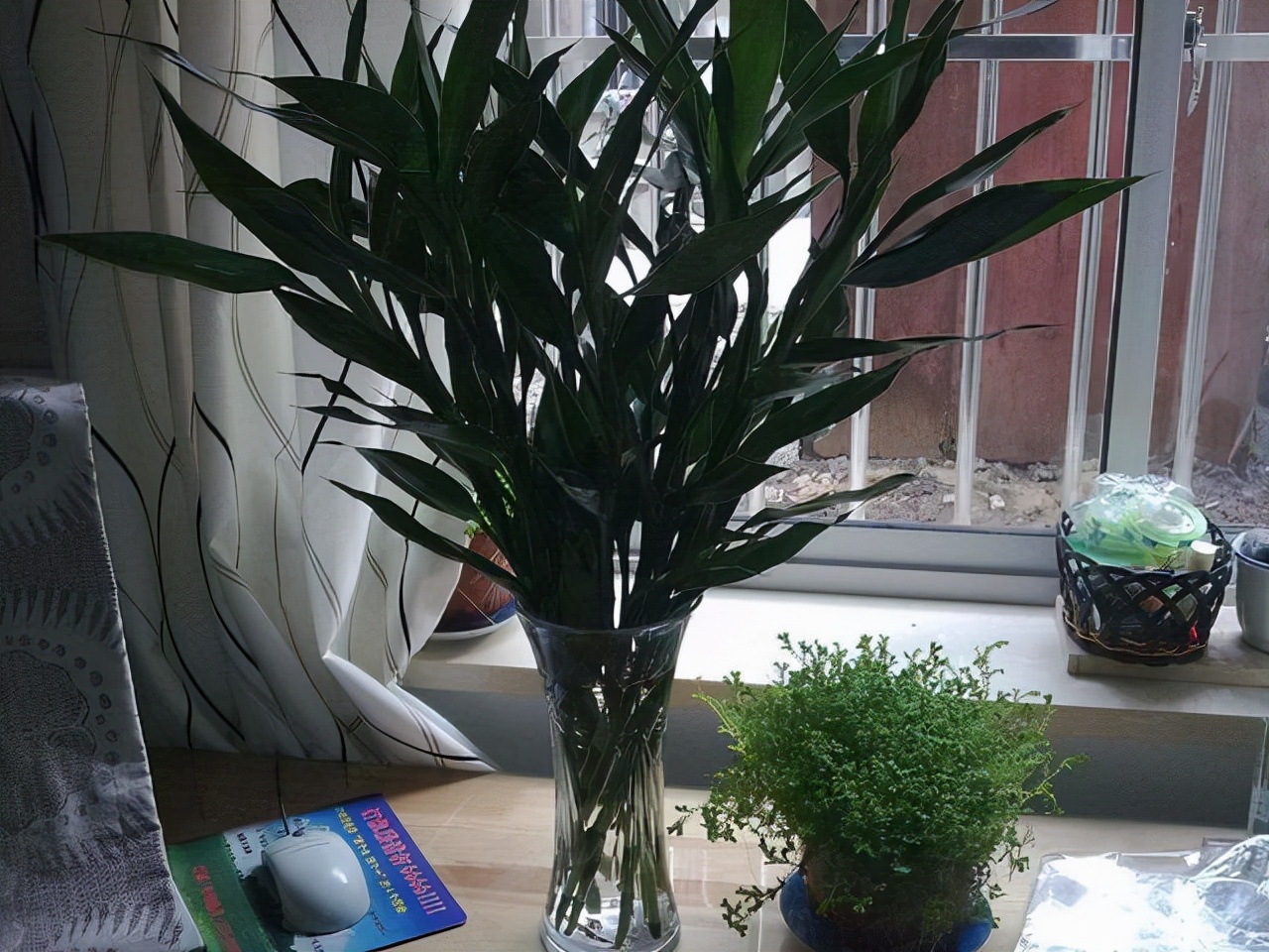 水培富贵竹生根快的方法和技巧,水培富贵竹用什么才能让它生根