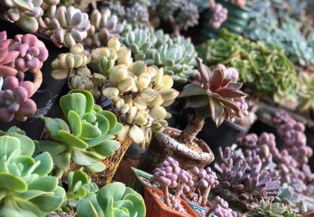 多肉叶子徒长处理办法视频,多肉叶子发绿怎么处理