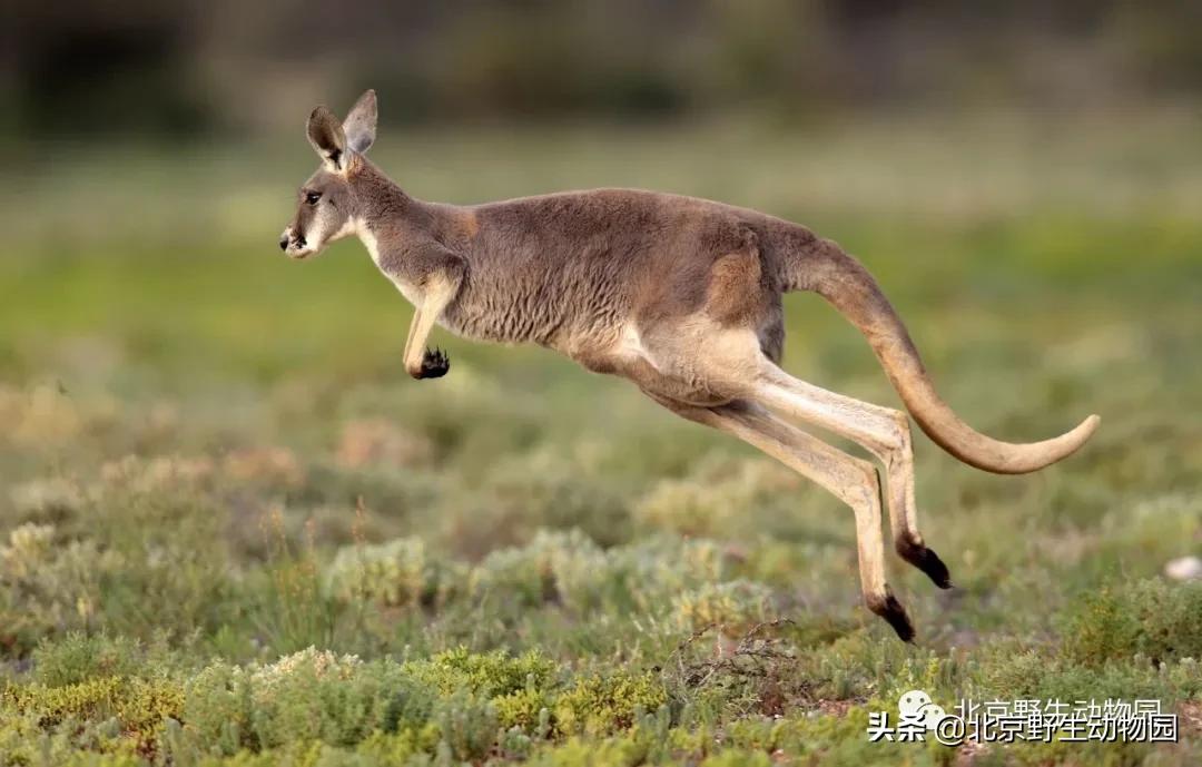 袋鼠摇手是什么原因,袋鼠摇手是动作吗