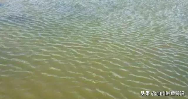 井水最佳调水方法,水质正常白天没口怎么调水