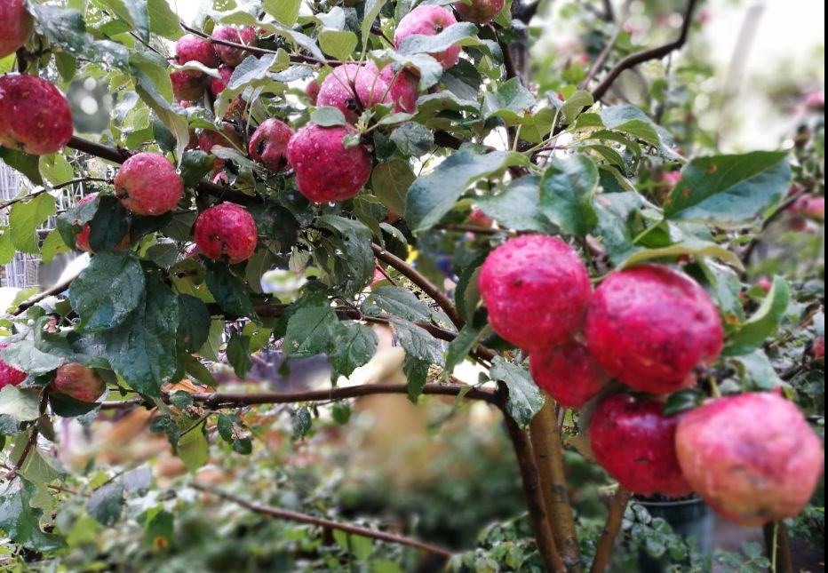 日本大阪市巧克力工厂,日本北海道生巧克力工厂