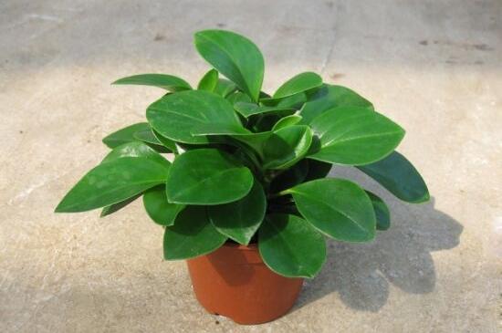 碧玉盆栽怎么浇水,碧玉盆栽养殖方法和注意事项