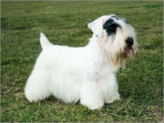 世界上一百种狗的图片,世界十种名贵狗