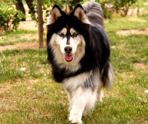 养一只阿拉斯加注意什么,养一只阿拉斯加是什么感觉