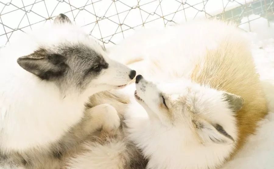 日本这只丧脸小狐狸霸占热搜，吃不到东西的委屈样萌化网友