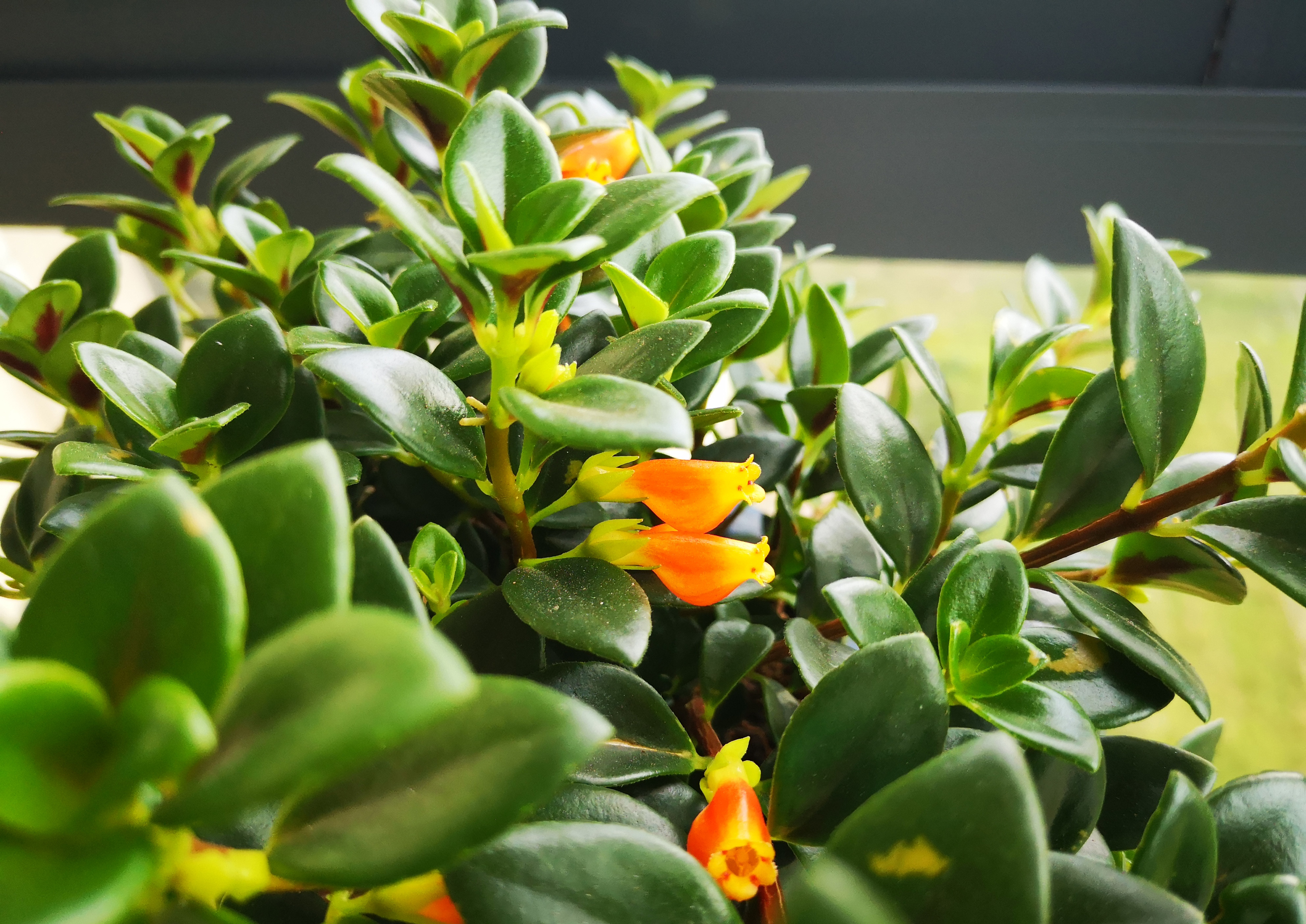 金鱼吊兰怎么养才能开花快呢,金鱼吊兰怎么养才会开花最快