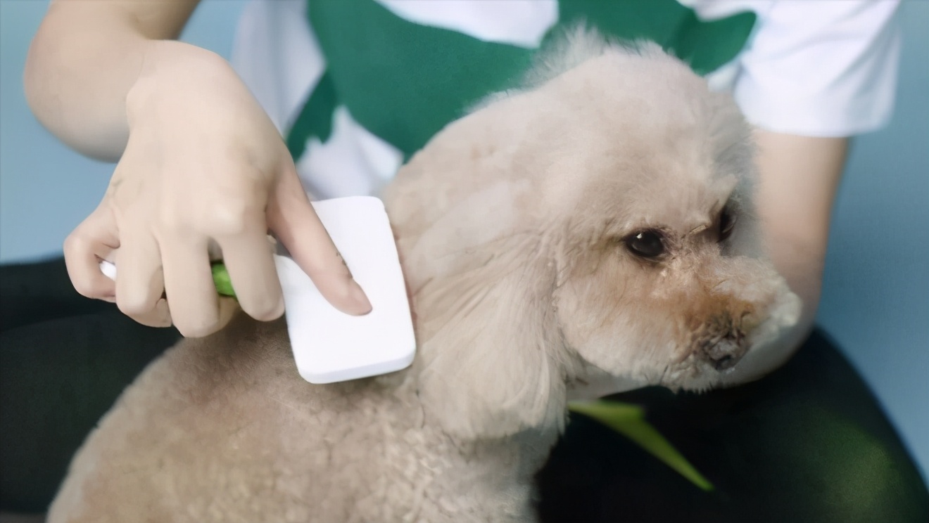 怎么解决狗狗无规律大小便,狗狗老是掉毛怎么办