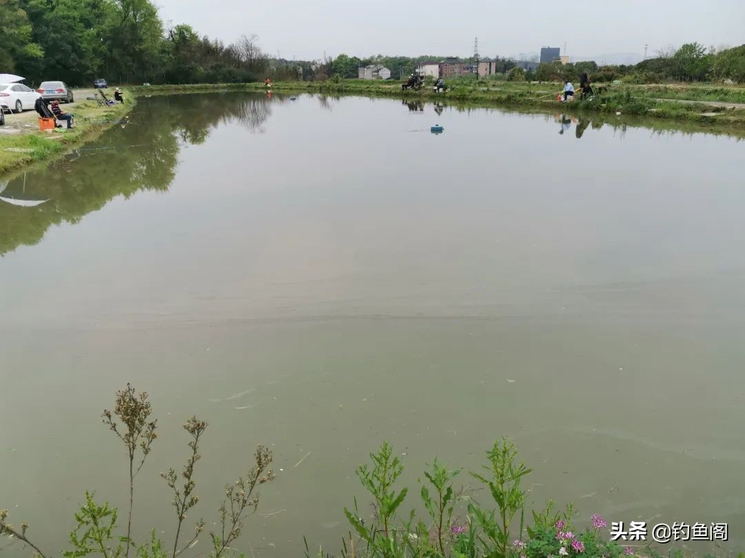 黑坑正钓总是不开口是什么原因,钓黑坑鲤鱼别人上鱼自己总是没口