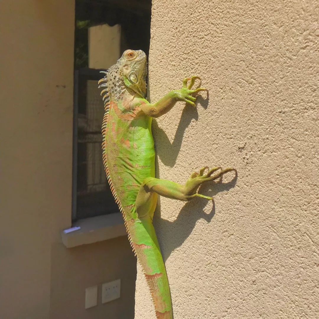 一只鸭子一万五元,一只鸭子一万多