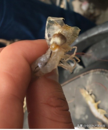 中草药制剂HCV弧菌病能防治、修复肝胰腺，广东省农业力推技术