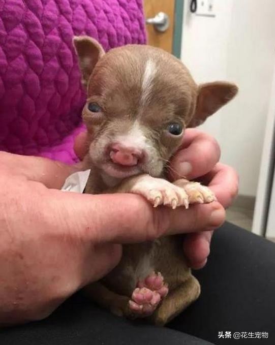 天生唇裂,丑到连亲妈都认不出,这只斗牛犬如今逆袭成白富美