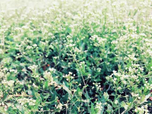 那些花儿青春,那些花儿朴树青春